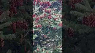 Balsam fir cones (Abies balsamea)