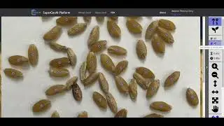 Super GeoAI Grain Grading Early Video