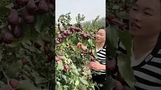 jujube trees pruning techniques #satisfying #pruning #shorts