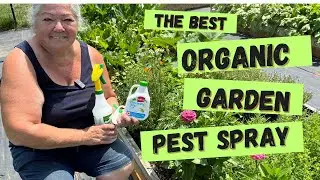 Good bye Japanese Beetles, Squash bugs..My Favourite ORGANIC Bug Killer