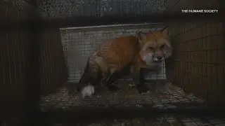 Year after Ashtabula fur farm rescue, some animals still recovering as Ohio weighs oversight gaps