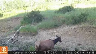 Cow Elk Visit a Mountain Water Hole &ndash; Peaceful Trail Camera Footage