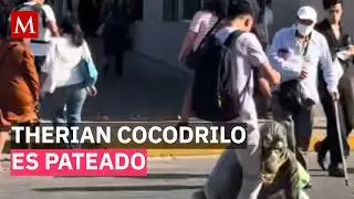 Video muestra el momento en que un therian cocodrilo es pateado