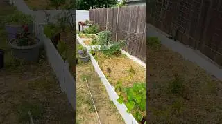 Still lots of room to grow, check out Black Thumb Gardens  #GardenTour #AirBall #HolyAirBall