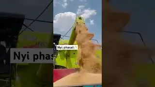 New Phasal🌾👨&zwj;🌾#farming #indianfood #crops #trending #viralvideo #trending #villagevlog