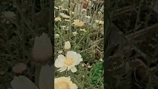 आयो नवल बसंत बहार #shorts #independence Day #flower beauty #garden #winter flowers 🌈🌞🌼☀️🌟🌺💐🌼🌼🌺🌺🇮🇳🇮🇳