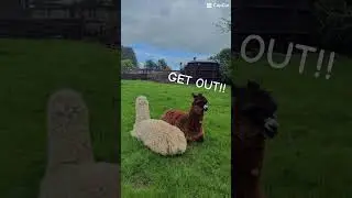 『Ireland's Animals』|| #animalfunny #animaledit #memes #ireland