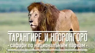 Тарангире и Нгоронгоро