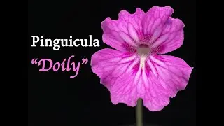Plant Highlight: Pinguicula 