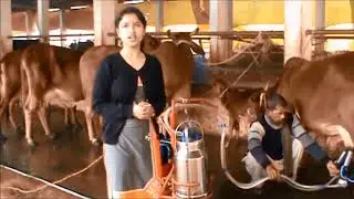 Success story of KVK-IVRI Izatnagar: Shri Munna Lal, a dairy farmer
