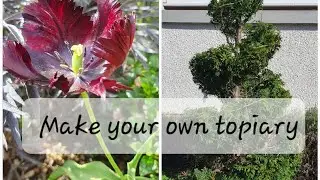 Spiral and 3 tier topiaries easy way