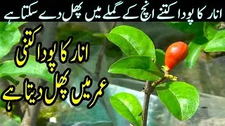 At What Age Does a Pomegranate Plant Bear Fruit in a Container?