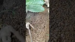 Living Nature - 🐜 doing hard work to construct their home. Nature teaches everything .