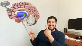 Anxiety and Fear in the Brain (Part 1/3)