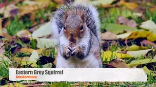 [Eastern] Grey Squirrel (Sciurus carolinensis) / Grauh&ouml;rnchen [1]