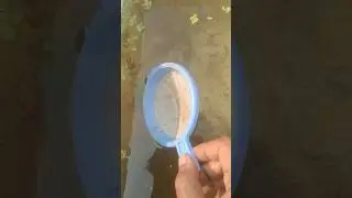 Seprating guppy fry from my outdoor Guppy Pond  #guppyfish #guppypond #shorts #fish #fishfry