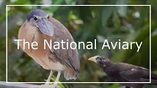 The National Aviary - The Nation's Premier Bird Zoo // Pittsburgh, PA