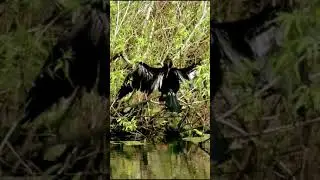 funny water bird               #bird #birdbaths #birdspecies #parrot #nature