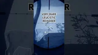 Giant Very Rare Leucistic Reindeer from Medved Taiga | the Hunter Call of the Wild