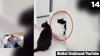 DEL 14, HÄNDER SÅNT HÄR VERKLIGEN? **VIDEOS DU MÅSTE SE**