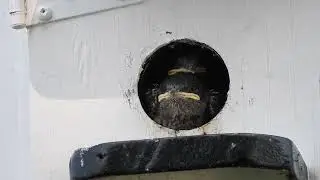 Hirondelle noire - Progne subis - Purple Martin