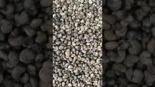 Cashew boiling