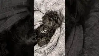 When dogs want to sleep!!