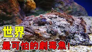 魚類並非都無害！這些魚天生帶劇毒，榜首毒素瞬間秒殺大型動物，碰一下就致命！ 【黑土日記】