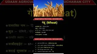 गेहूं || #crop #wheat #agriculture #jet #icar #supervisor #aao #exam #education #ytshorts #shorts