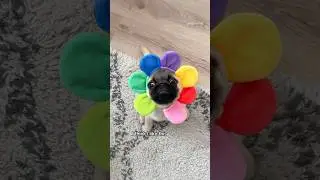 She may be a little odd but I still love her 😂🌼 (Sound by Doug The Pug) #pug #dog #puppy