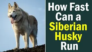 How Fast Can a Siberian Husky Run? Meet the Dog That Lives for Running
