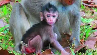 “Heartbreaking! The TRAGIC Fate of Abandoned Animal Babies – You Won't Believe What Happens Next!”