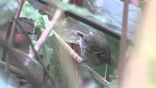 Checker-throated Antwren