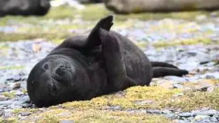 Baby elephant seal clapping hands Grytviken