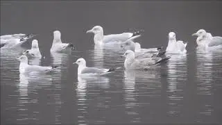 Mew Gull at Mohawk Lake, Brantford