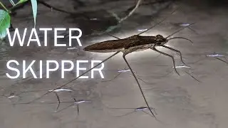Water Skipper Dancing on the Water | Peaceful Nature Near the Waterfall