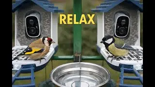 Relaxing Bird Feeder Video 🐦 | Peaceful Garden Birds Eating Seeds (30 Minutes)