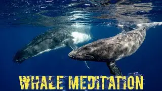 Healing Meditation Songs of Whale & Dolphins | Meditative Music For Inner Peace | Deep Sleep Music