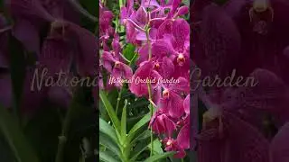 National Orchid Garden, Singapore