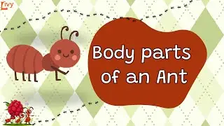 Body Parts of an Ant | Fun Science Learning