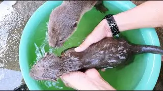 Otter Swim EXPERT Reveals Surprising Difference Between Cute and Cuddly!