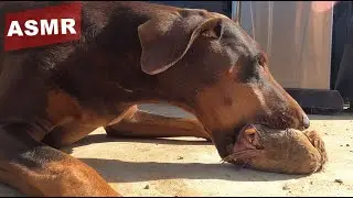 Doberman Eating Whole Prey Model Raw Diet ASMR