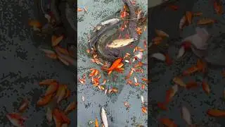 Yummy...😋 Amazing colour fish in the lake... Fishing tools item/skills #shorts #fishing