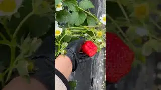 picking stoberi fresh from the garden #strawberry #fruit #gardening #shortsfeed #shortsvideo #short