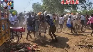 కైరూప్ల గిర్క పందెం లో మొదటి బహుమతి వచ్చింది.
