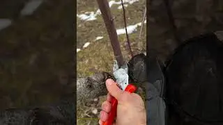 the process of cutting tree branches #shorts