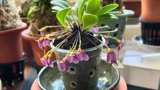 Masdevallia floribunda Orchid - November 2025 San Francisco
