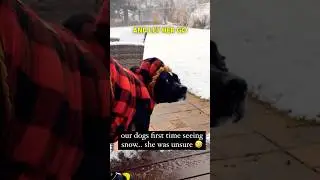 Собаки впервые увидели снег ❄️