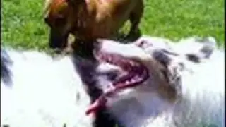 loldogs