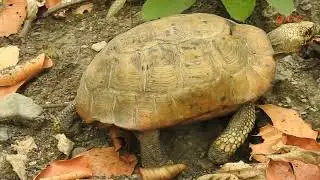 #SalForestTortoise&nbsp;is&nbsp;also known as the #elongated #tortoise (Indotestudo elongata) 2022